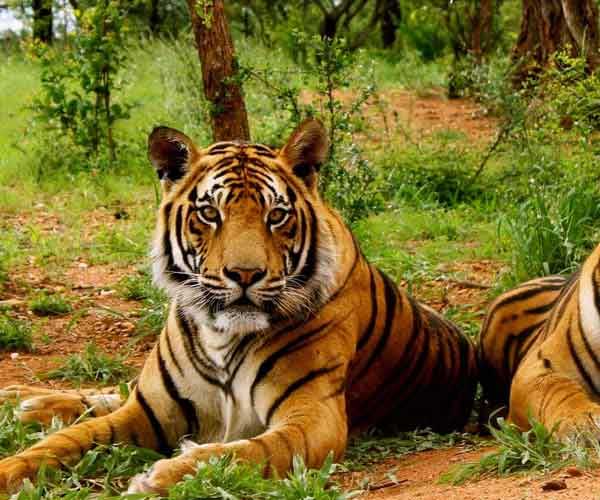 wildlife Rajasthan Tours