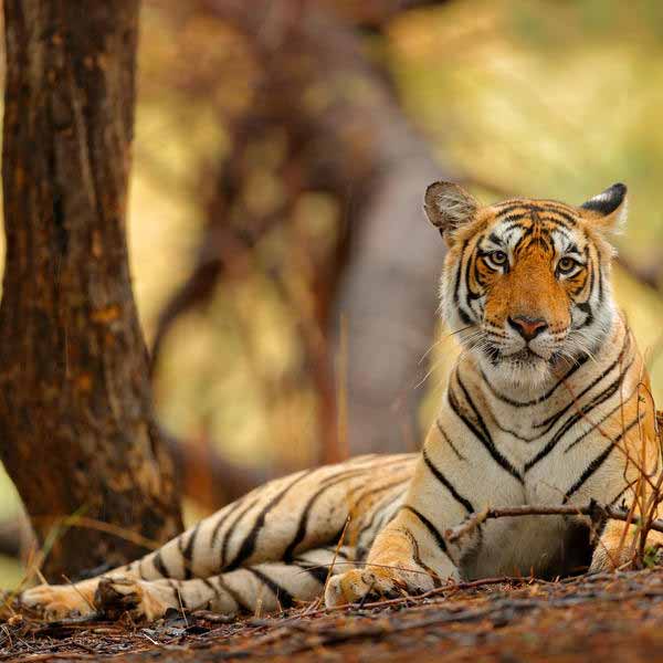 Rajasthan Wildlife Tourism